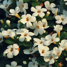 NeuroPrime XT Bacopa Monnieri