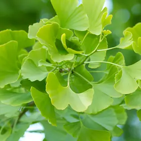 NeuroPrime XT Ginkgo Biloba (Memory & Circulation Support)
