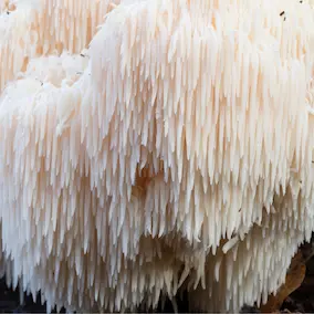 NeuroPrime XT Lion’s Mane Mushroom (Cognitive Function Support)