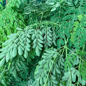 NeuroPrime XT Moringa (Nutrient-Dense Superfood)